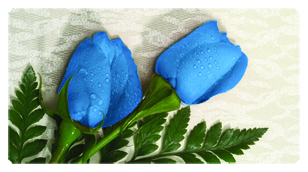 DSC700 051 2 Roses Blue